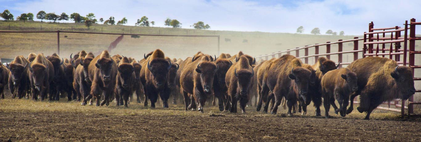 Bison