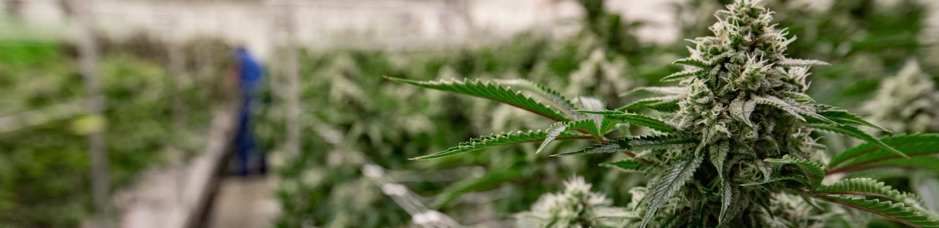 Growing cannabis in a greenhouse